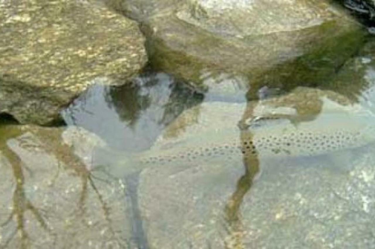Bilocale a due passi dal Gran Paradiso Locana Bagian luar foto
